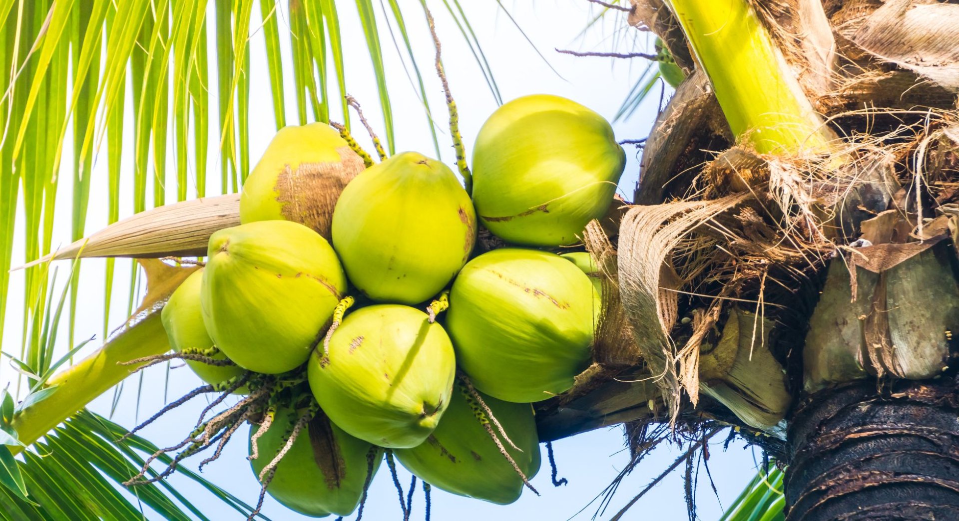 COCONUT MARKET REPORT 21st May 2024