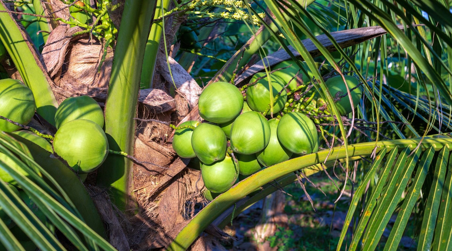 COCONUT MARKET REPORT 30th January 2024