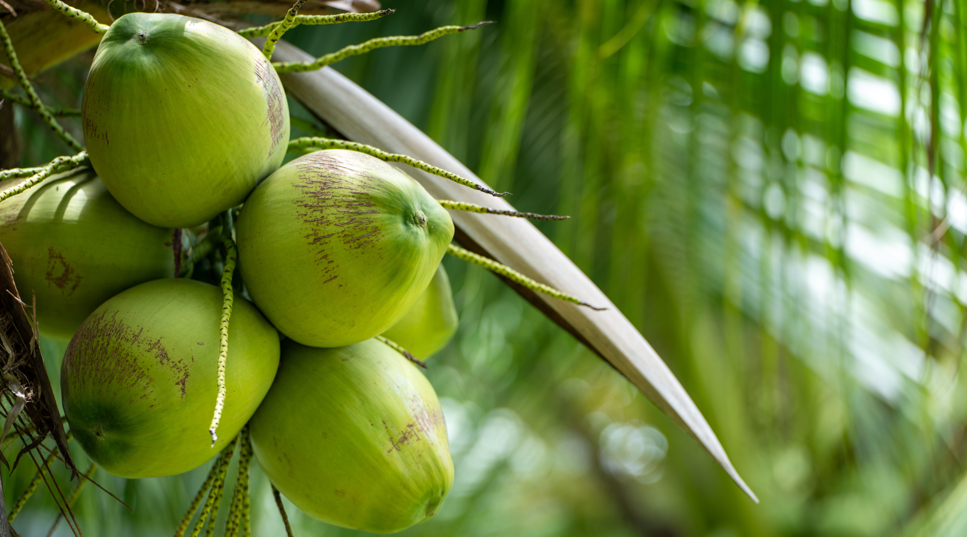 COCONUT MARKET REPORT 18th January 2024