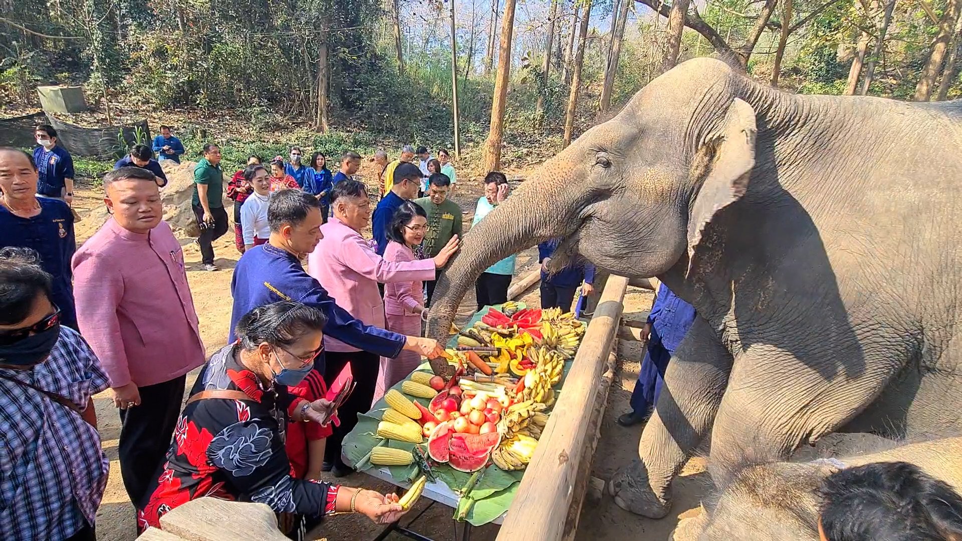 ศูนย์อนุรักษ์ช้างไทย ทำบุญตักบาตรร่วมกับช้าง จัดสะโตกยักษ์เลี้ยงอาหารช้าง วันช้างไทย 