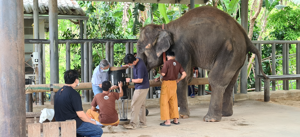 เร่งปรับขาเทียมให้ช้าง2เชือกแรกของโลก-หยุดใช้ขาเทียมช่วงโควิดไปกว่า2ปี-ขาเริ่มบวม-เล็บเท้าแตก-กระดูกสันหลังโก่ง