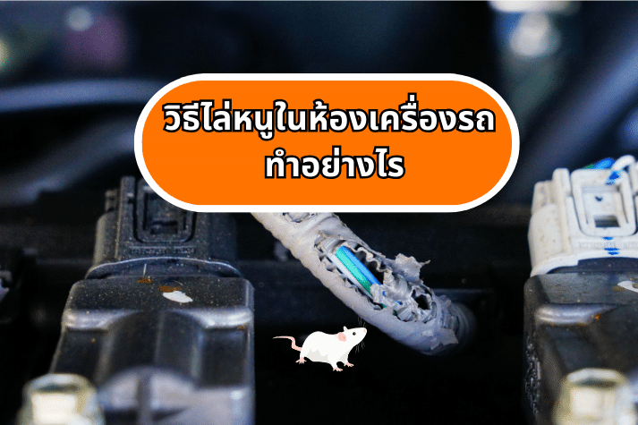 วิธีไล่หนูในห้องเครื่องรถ ทำอย่างไร