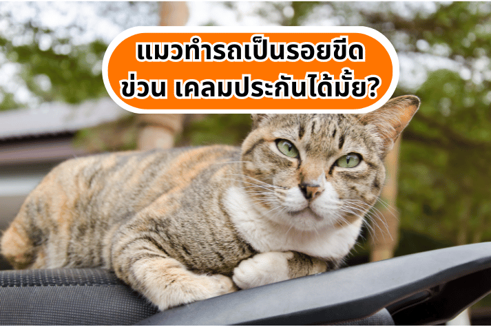 แมวทำรถเป็นรอยขีดข่วน เคลมประกันได้มั้ย?