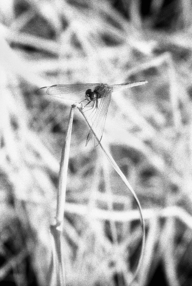 ภาพมาโครหนึ่งภาพ ส่งผลต่อความคิดเราได้ขนาดไ หน .... ภาพมาโครหนึ่งภาพ ส่งผลต่อความคิดเราได้ขนาดไ หน ....