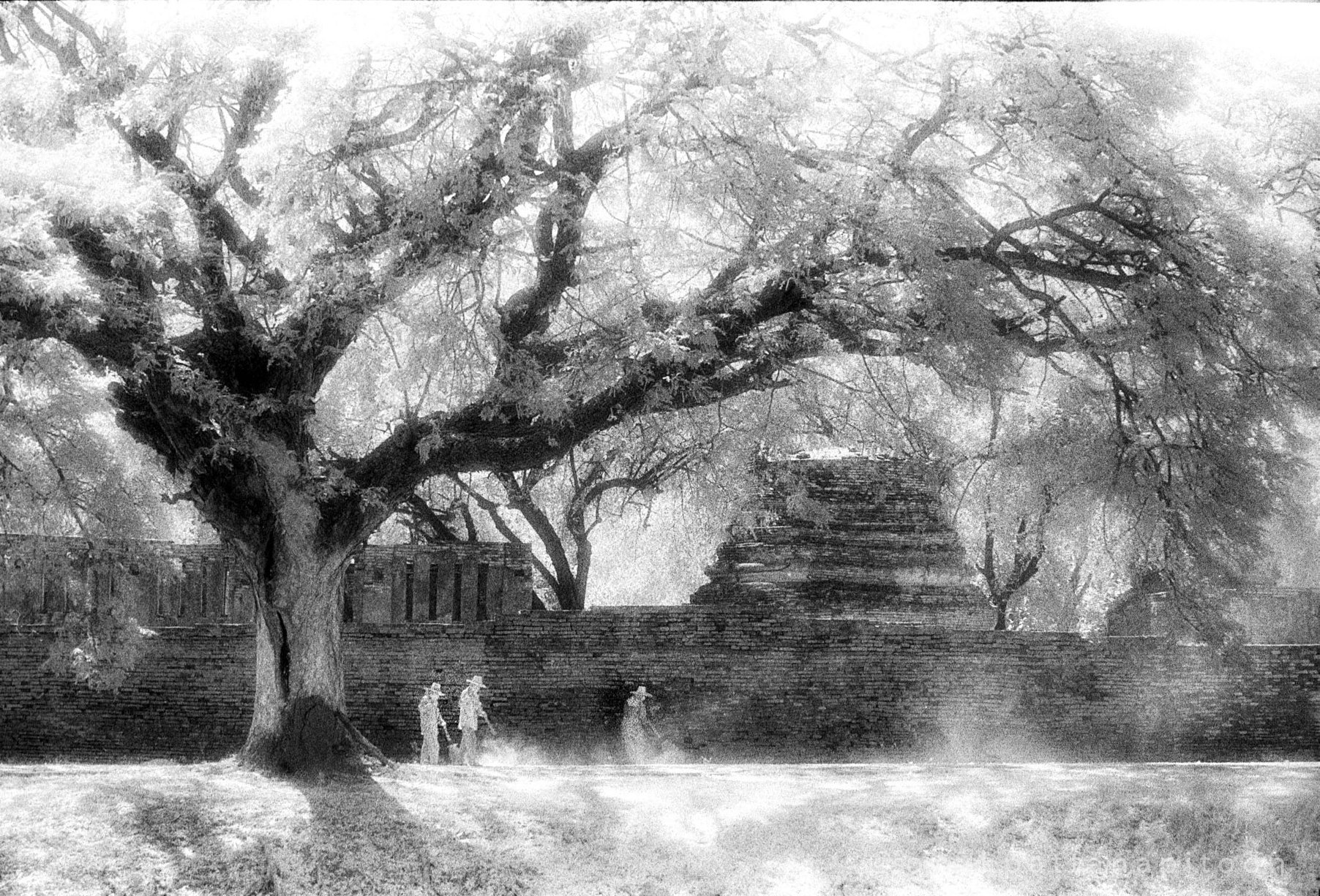 ตรุษจีน 2560 ตรุษจีน 2560