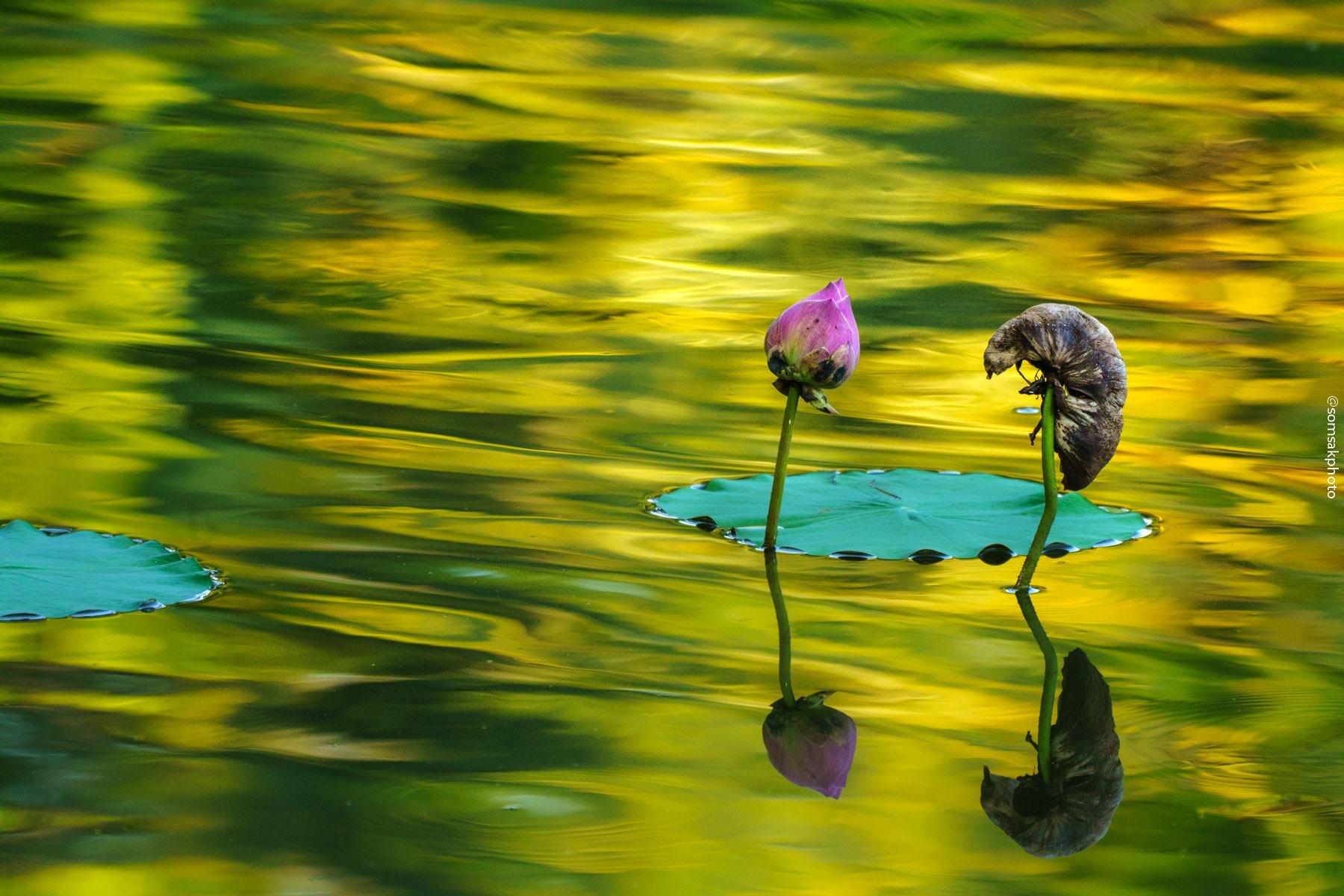 ตอนถ่ายบัวครั้งแรกด้วยกล้องใหม่ล่าสุด ตอนถ่ายบัวครั้งแรกด้วยกล้องใหม่ล่าสุด