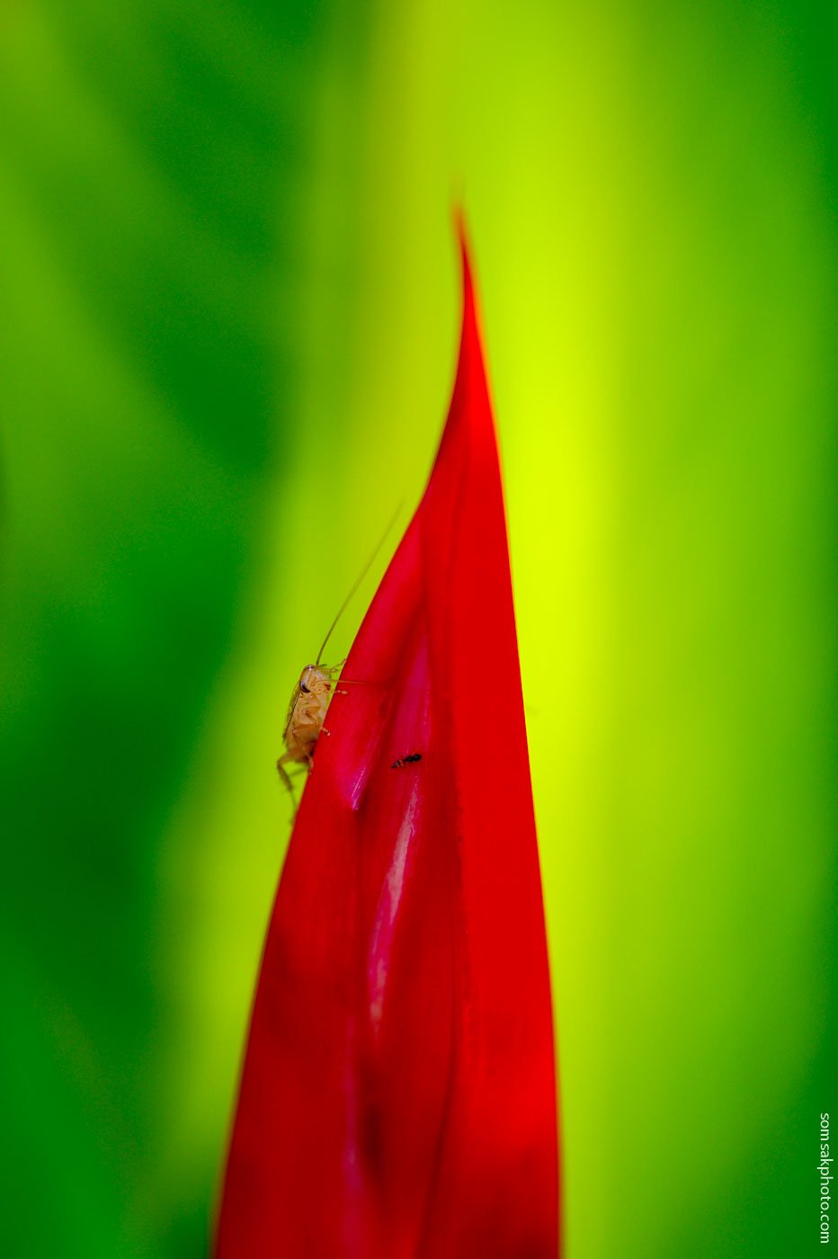 นำภาพแนวยอดนิยม ที่มักถ่ายด้วยเลนส์มาโคร  นำภาพแนวยอดนิยม ที่มักถ่ายด้วยเลนส์มาโคร