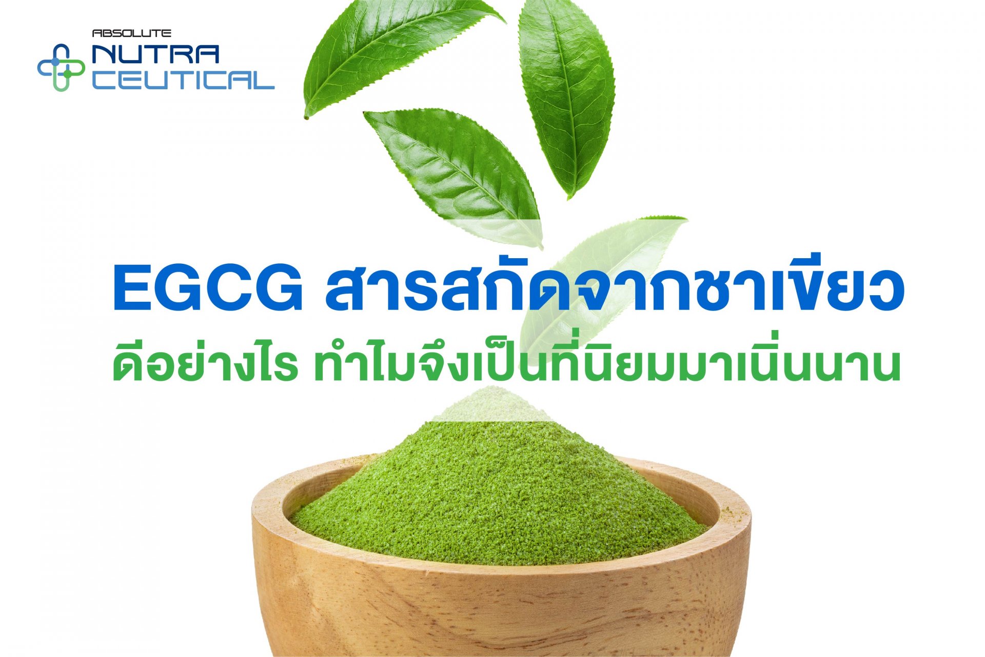EGCG   สารสกัดจากชาเขียว ดีอย่างไร    ทำไมจึงเป็นที่นิยมมาเนิ่นนาน  EGCG   สารสกัดจากชาเขียว ดีอย่างไร    ทำไมจึงเป็นที่นิยมมาเนิ่นนาน