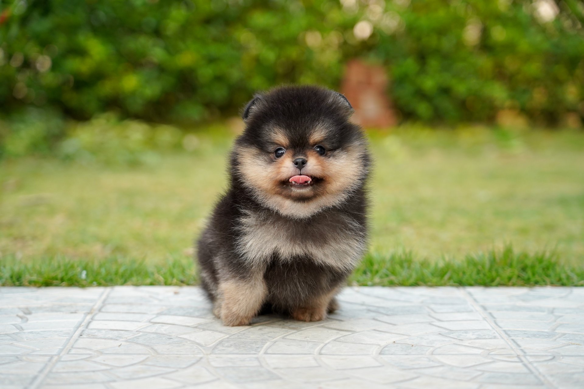 มาตราฐานสายพันธุ์สุนัขปอมเมอเรเนียน มาตราฐานสายพันธุ์สุนัขปอมเมอเรเนียน