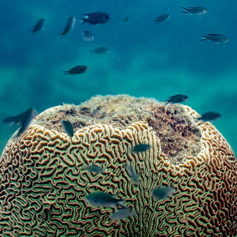 ROLEX Perpetual Planet Initiative