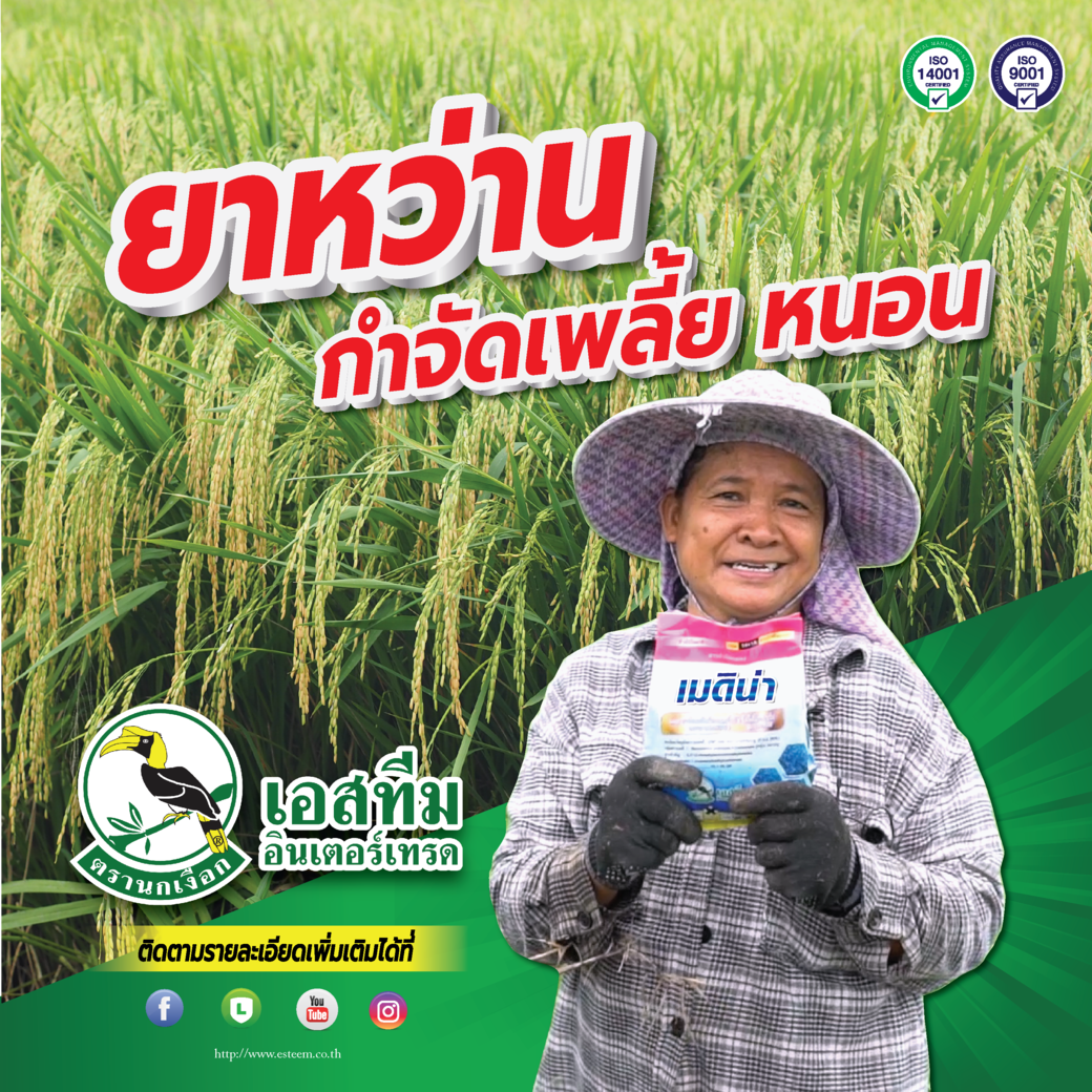 เมดิน่า กับแม่ดา ยาหว่าน กำจัดแมลง เพลี้ย หนอน ประหยัดค่าพ่นยา ใช้หว่านพร้อมปุ๋ยได้เลย!