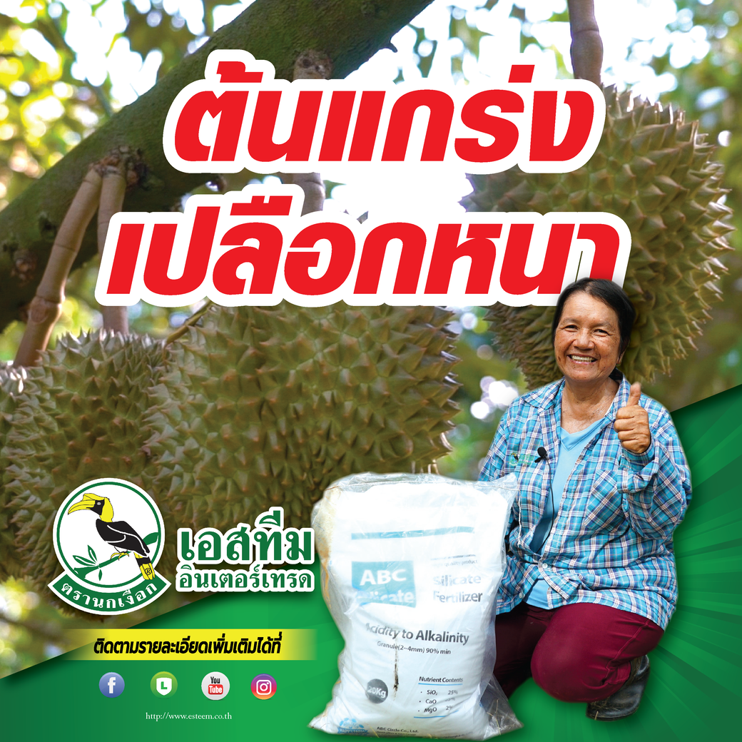  ทุเรียนต้นเกร่ง เเรงส่งดี ด้วยเอบีซี ปุ๋ยซีลีเกต เเคลเซียมทางดิน เปอร์เซ็นต์สูง!!