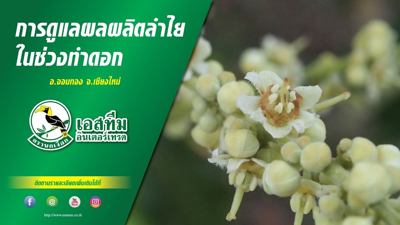 การดูแลผลผลิตลำไยในช่วงการทำดอก อ.จอมทอง จ.เชียงใหม่