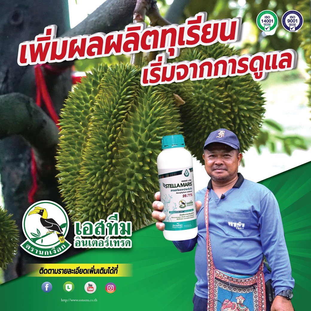 ทุเรียนติดดอกดี ผลผลิตเพิ่ม ต้องเริ่มจากการบำรุง!