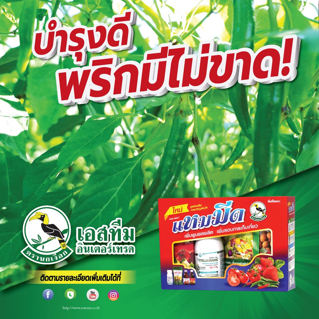 บำรุงพริกอย่างไรให้ผลผลิตสูง และเก็บได้ยาวนาน