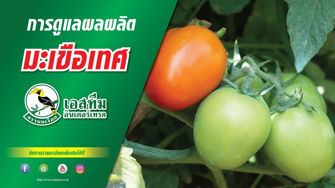 การดูแลผลผลิตมะเขือเทศ อ.อมก๋อย จ.เชียงใหม่
