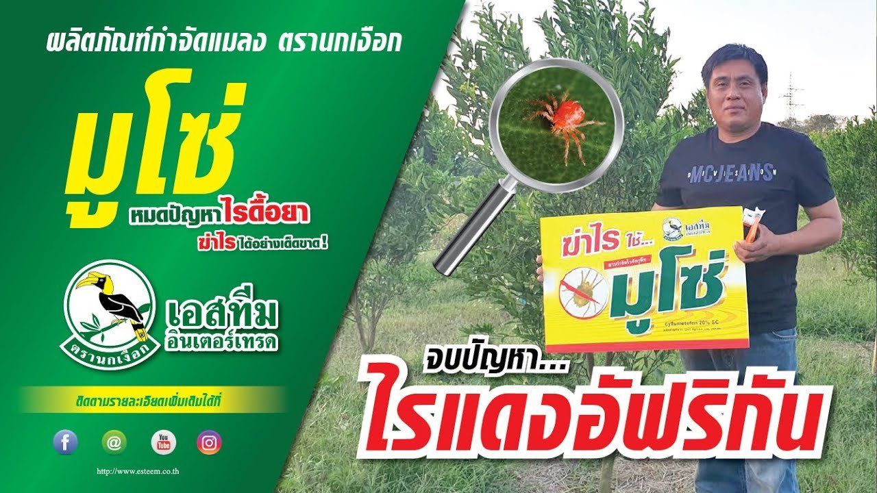 การใช้ผลิตภัณฑ์ "มูโซ่"  กำจัดไรแดงอัฟริกันในส้มสายน้ำผึ้ง การใช้ผลิตภัณฑ์ "มูโซ่"  กำจัดไรแดงอัฟริกันในส้มสายน้ำผึ้ง