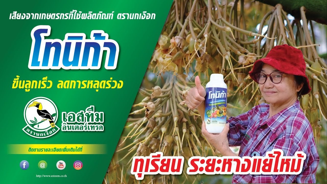 เสียงจากเกษตรกรที่ใช้ผลิตภัณฑ์ "โทนิก้า" ในทุเรียนระยะหางแย้ไหม้