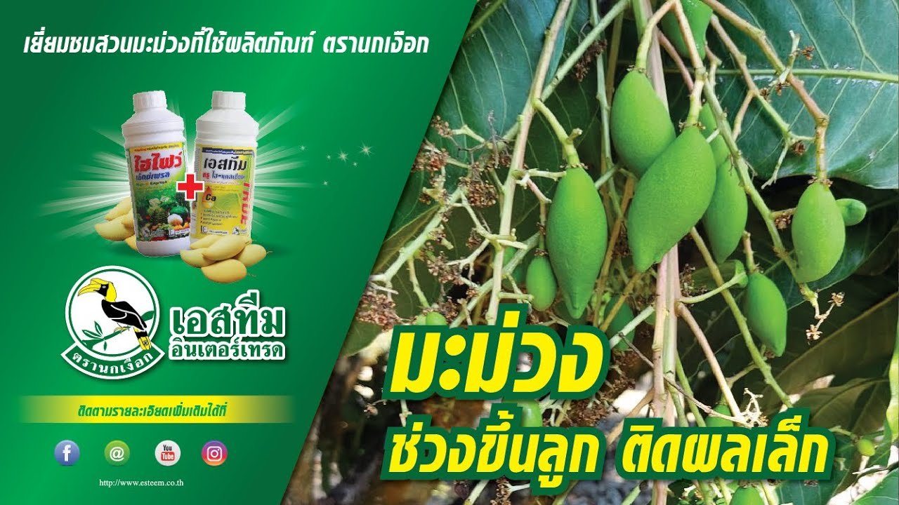 ชมสวนมะม่วงที่ใช้ผลิตภัณฑ์ ไฮไฟว์ และ เอสทีม ทรู ไฮ-แคลเซียม ในมะม่วงช่วงขึ้นลูก ชมสวนมะม่วงที่ใช้ผลิตภัณฑ์ ไฮไฟว์ และ เอสทีม ทรู ไฮ-แคลเซียม ในมะม่วงช่วงขึ้นลูก