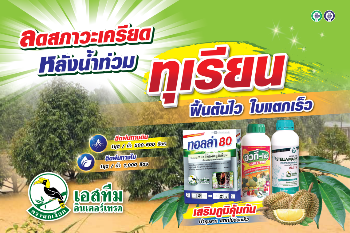 ลดสภาวะเครียด หลังน้ำท่วม ในทุเรียน
