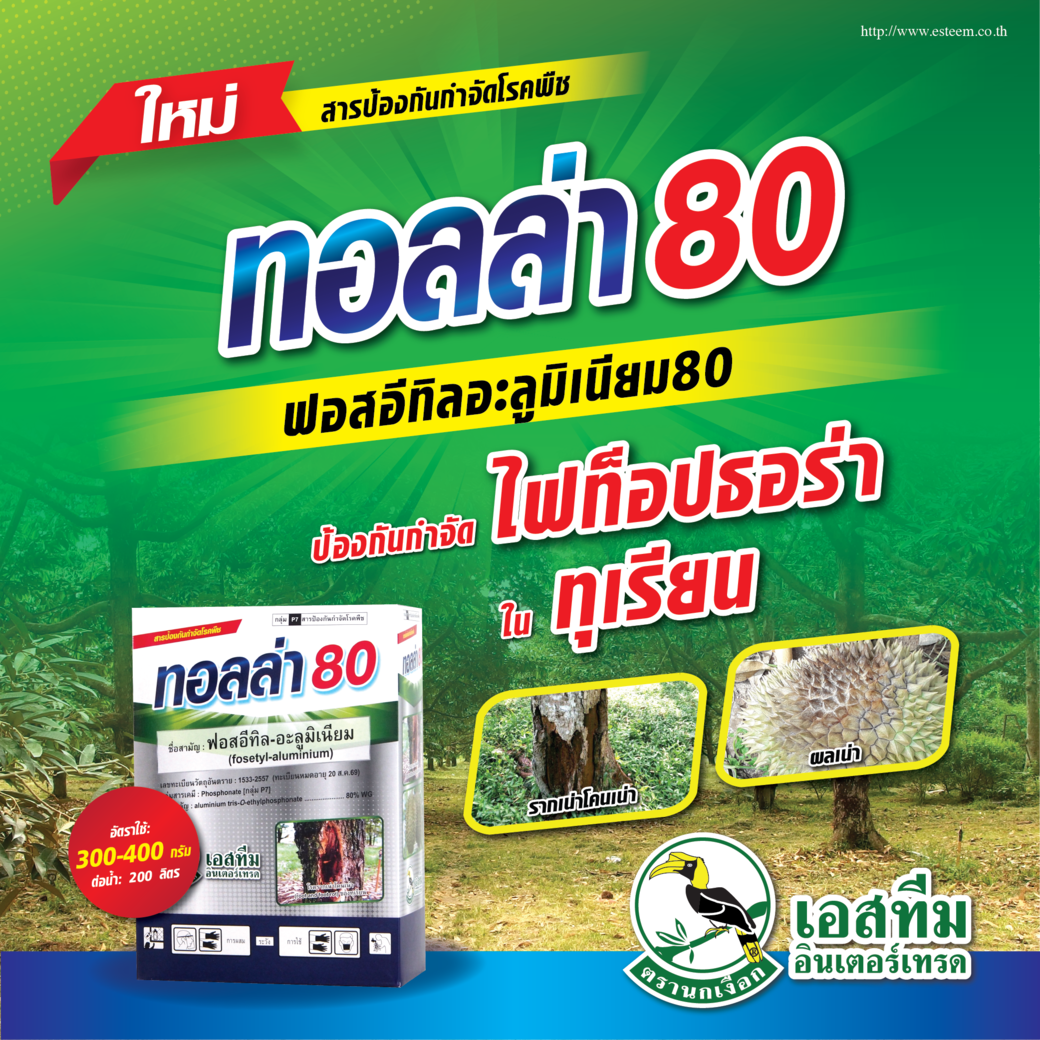 ป้องกันและกำจัดไฟทอปธอร่าในทุเรียน ด้วย ทอลล่า 80 สามารถใช้ทั้งพ่นหรือทาต้นได้