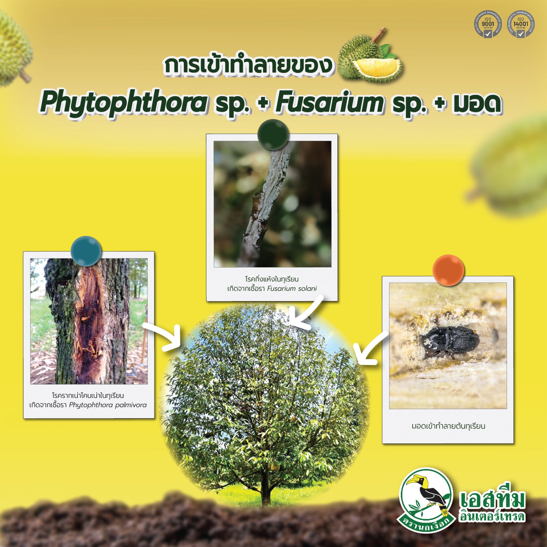 การเข้าทำลายของ Phytophthora palmivora + Fusarium solani + มอด ในทุเรียนส่งผลอย่างไร?