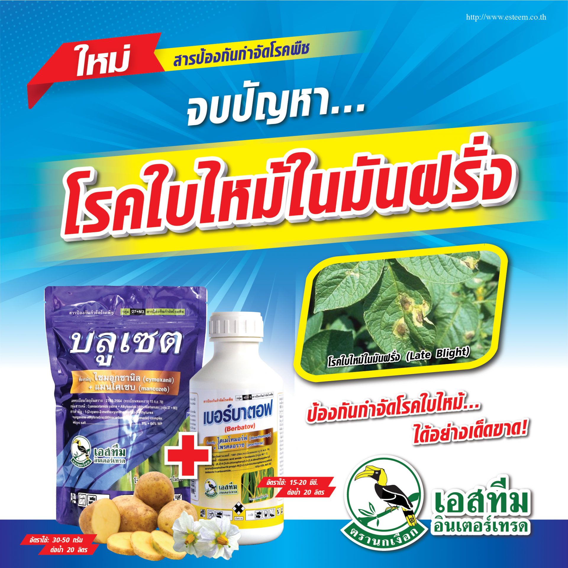 ป้องกันกำจัดโรคใบไหม้มันฝรั่งด้วย บลูเซต + เบอร์บาตอฟ