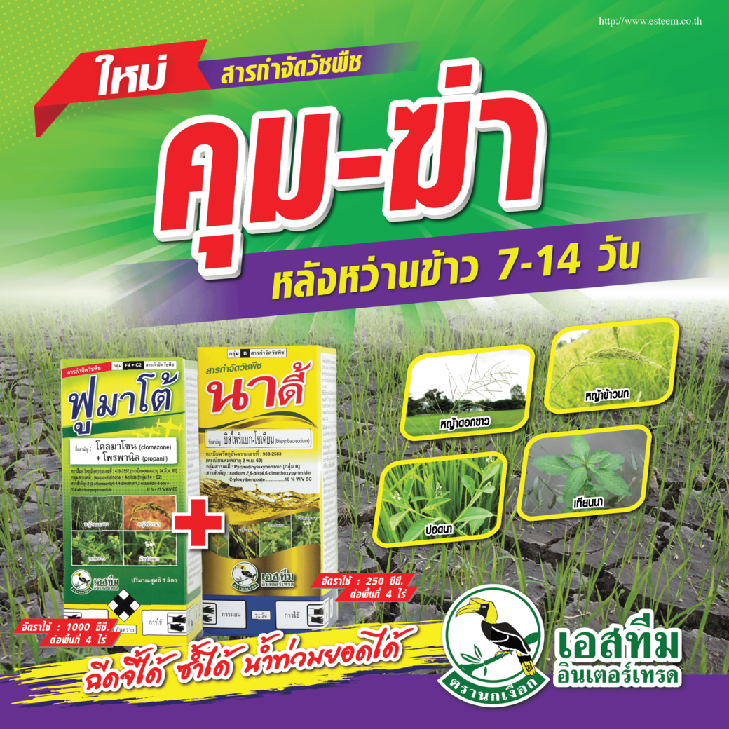 คุม-ฆ่าหญ้า หลังหว่านข้าว 7-14 วัน ใช้ ฟูมาโต้ ➕ นาดี้