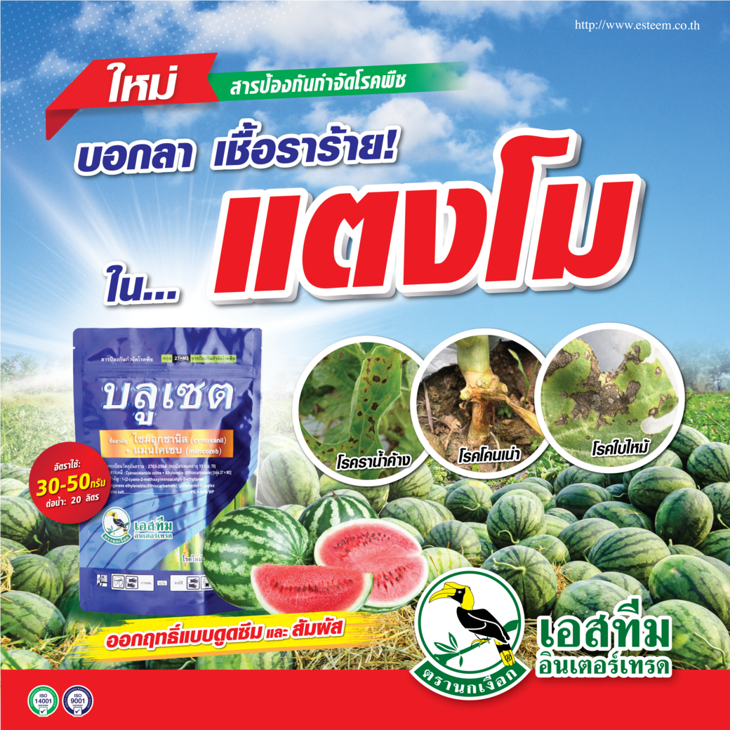 บอกลาเชื้อราร้าย! ในเเตงโม บอกลาเชื้อราร้าย! ในเเตงโม