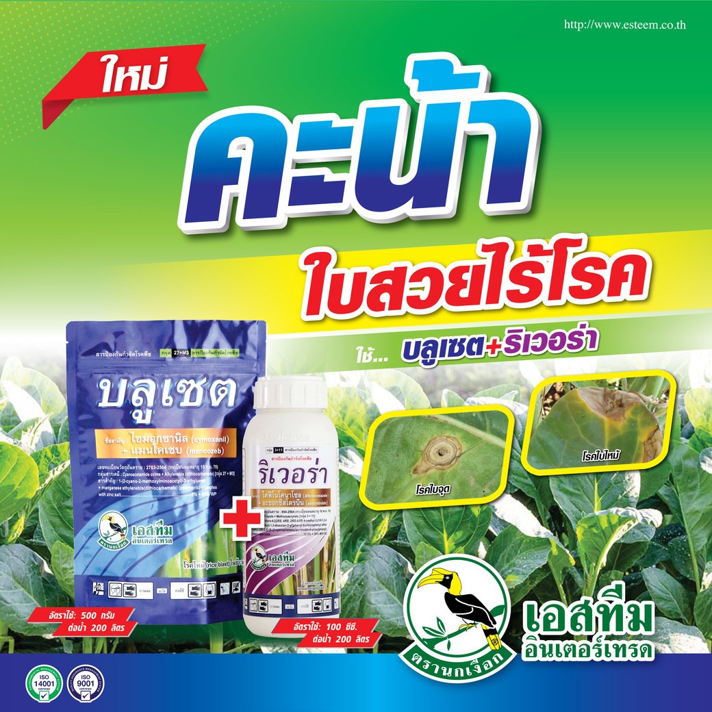 คะน้า ใบสวยไร้โรค ใช้ บลูเซต + ริเวอร่า คะน้า ใบสวยไร้โรค ใช้ บลูเซต + ริเวอร่า