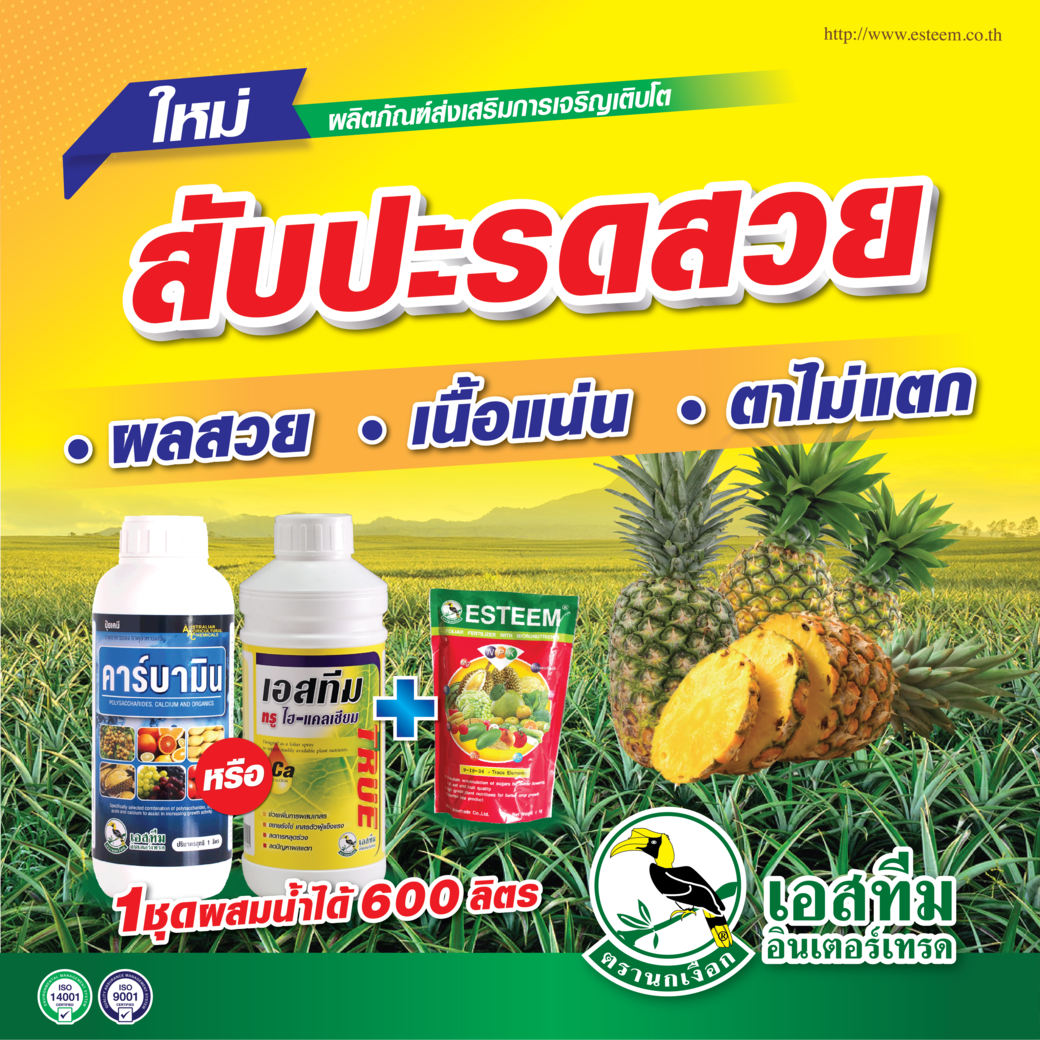 สับปะรดผลสวย เนื้อแน่น ตาไม่แตก ปุ๋ยเอสทีม (แดง) + คาร์บามิน หรือ เอสทีม ทรู ไฮ-แคลเซียม สับปะรดผลสวย เนื้อแน่น ตาไม่แตก ปุ๋ยเอสทีม (แดง) + คาร์บามิน หรือ เอสทีม ทรู ไฮ-แคลเซียม
