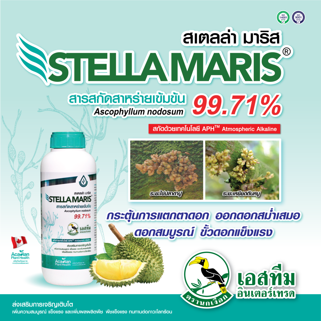 กระตุ้นการสร้างดอกในทุเรียน ด้วย สเตลล่า มาริส กระตุ้นการสร้างดอกในทุเรียน ด้วย สเตลล่า มาริส