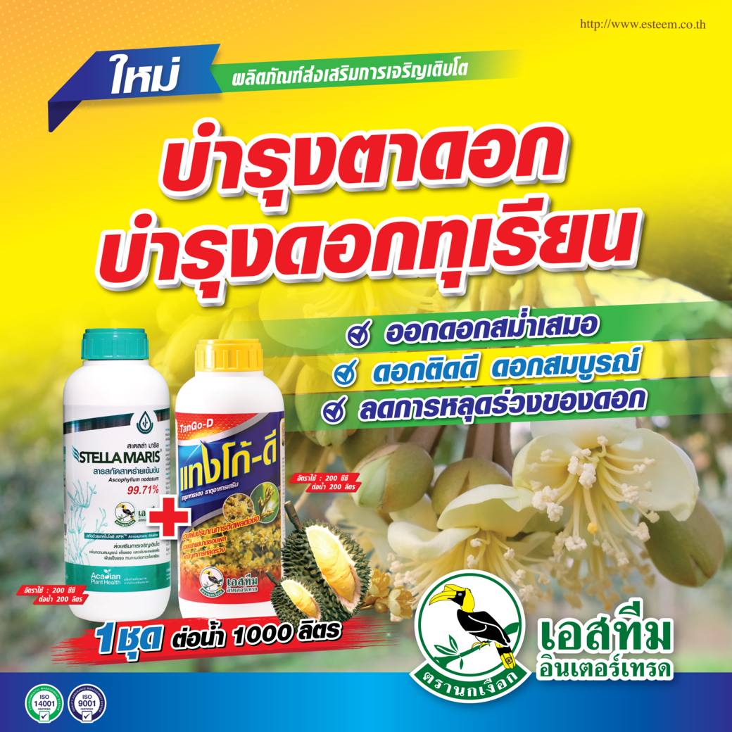 บำรุงตาดอก บำรุงดอกทุเรียน สเตลล่า มาริส+แทงโก้-ดี บำรุงตาดอก บำรุงดอกทุเรียน สเตลล่า มาริส+แทงโก้-ดี