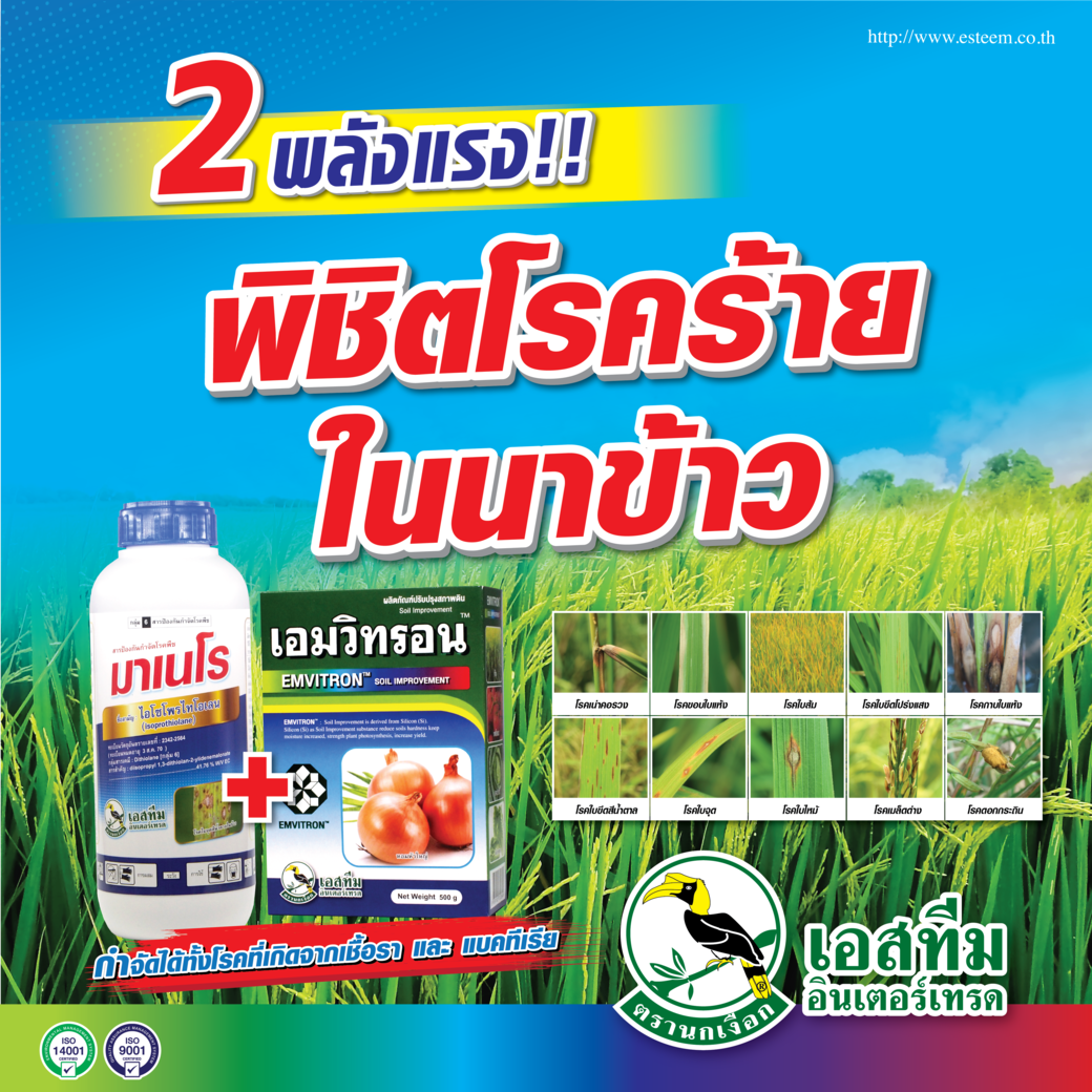 2 พลังแรง! พิชิตโรคร้ายในนาข้าว มาเนโร + เอมวิทรอน 2 พลังแรง! พิชิตโรคร้ายในนาข้าว มาเนโร + เอมวิทรอน