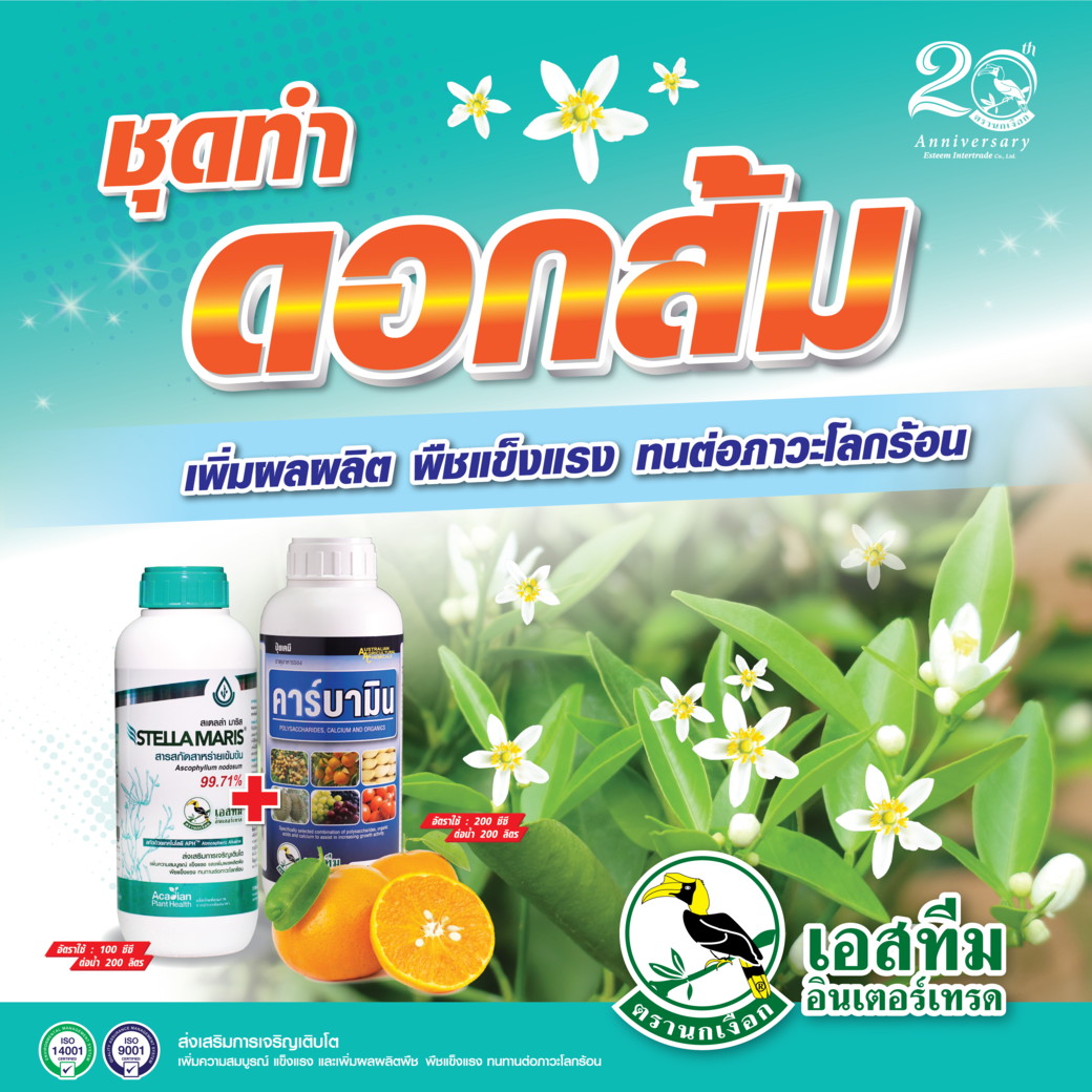 ชุดทำดอกส้ม สเตลล่า มาริส+คาร์บามิน ชุดทำดอกส้ม สเตลล่า มาริส+คาร์บามิน
