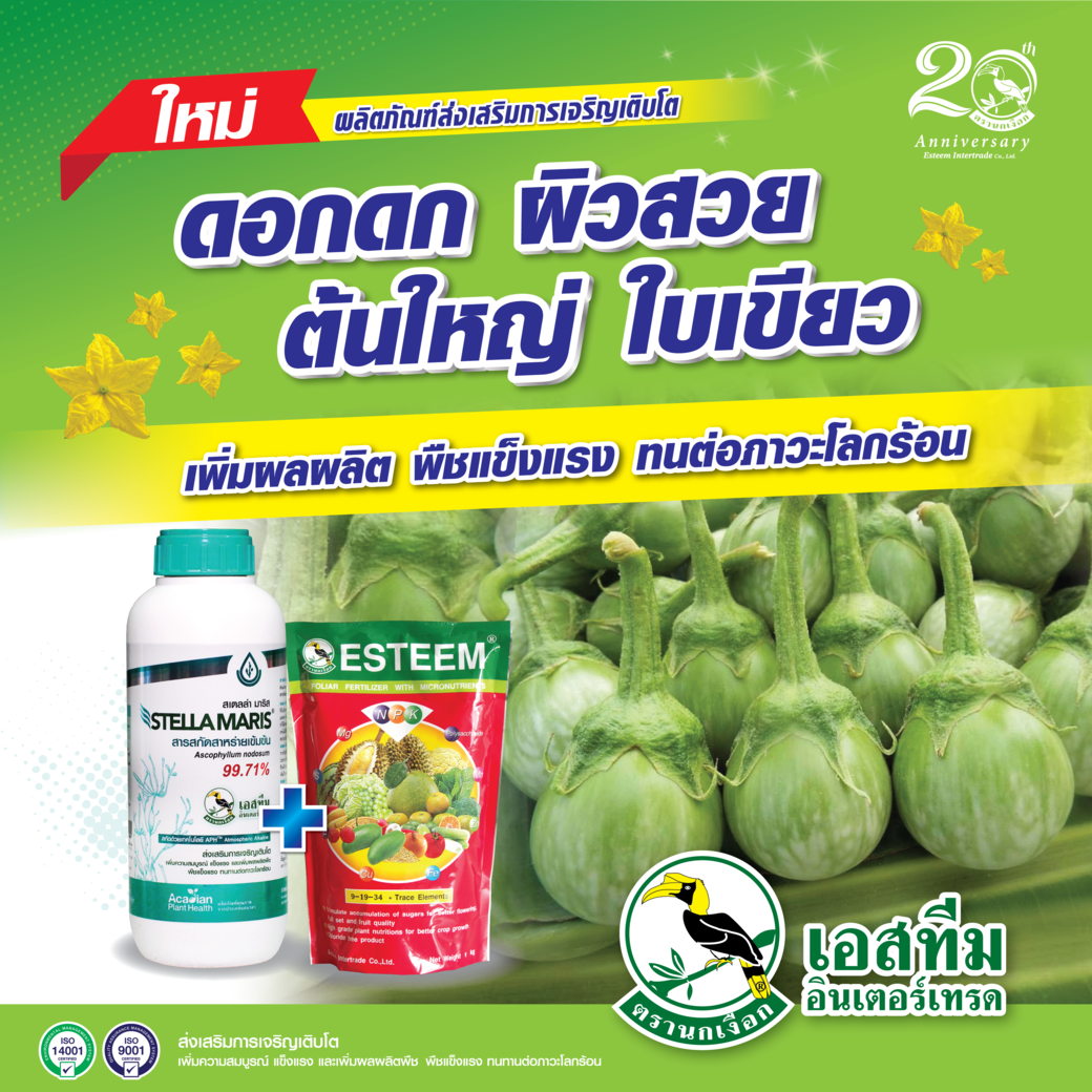 มะเขือผิวสวย ผลใหญ่ ใบเขียว ด้วย สเตลล่า มาริส+ปุ๋ยเอสทีม (แดง)