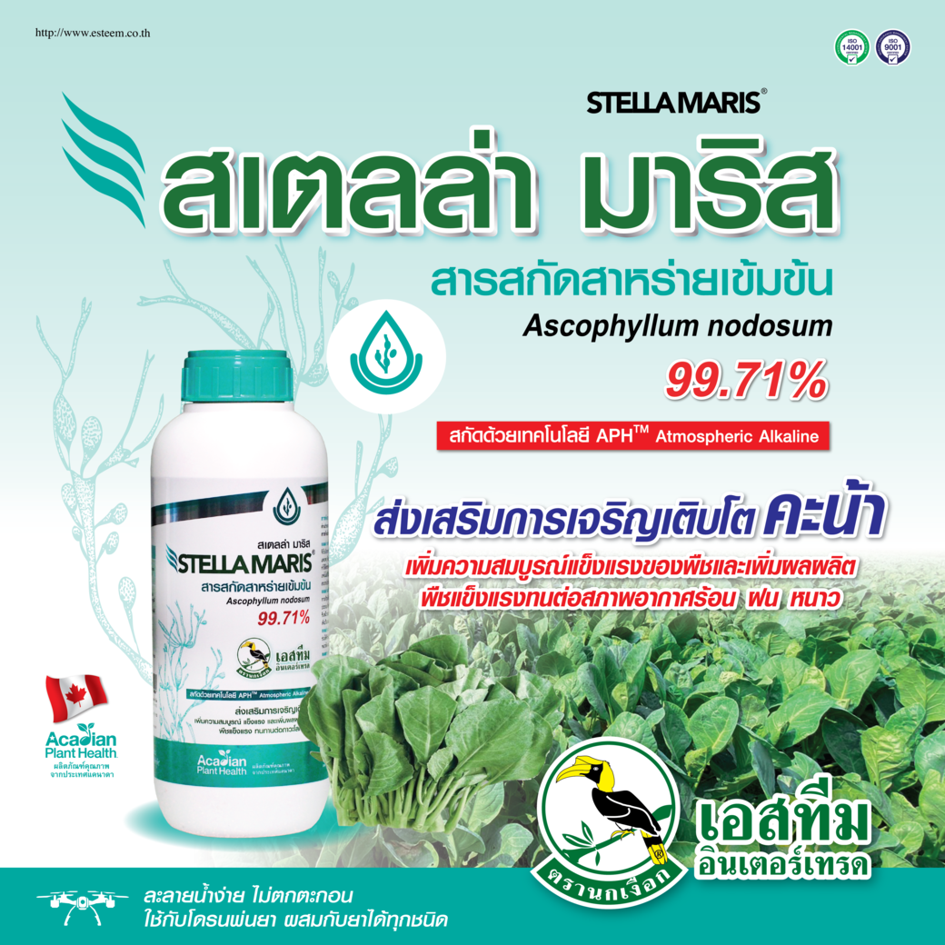 สเตลล่า มาริส สาหร่ายสกัดเข้มข้น เพิ่มผลผลิตทางใบ ให้คะน้า สเตลล่า มาริส สาหร่ายสกัดเข้มข้น เพิ่มผลผลิตทางใบ ให้คะน้า