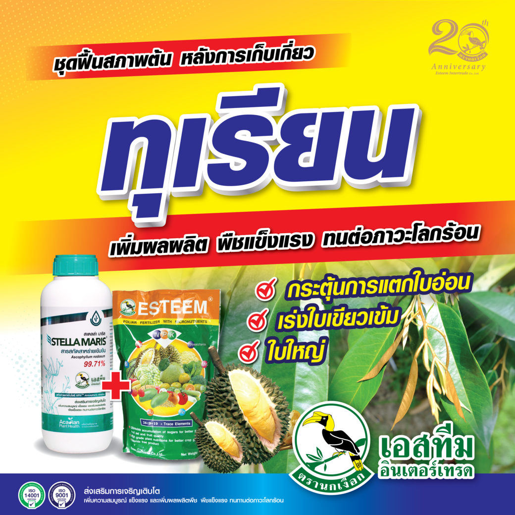สเตลล่า มาริส+ปุ๋ยเอสทีม (เขียว) ชุดฟื้นสภาพต้นหลังการเก็บเกี่ยวทุเรียน