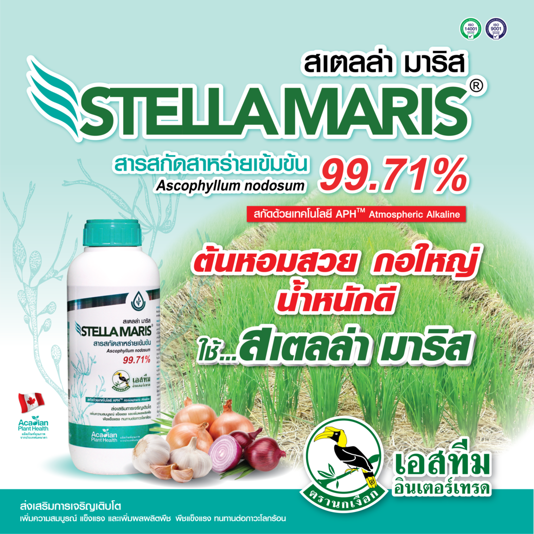 หอมสวย กอใหญ่ น้ำหนักดี ใช้ สเตลล่า มาริส