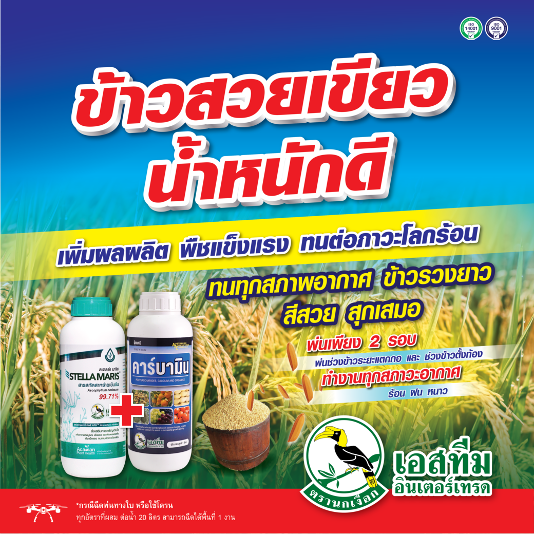 ข้าวสวยเขียว น้ำหนักดี ทนทุกสภาพอากาศ สเตลล่า มาริส + คาร์บามิน