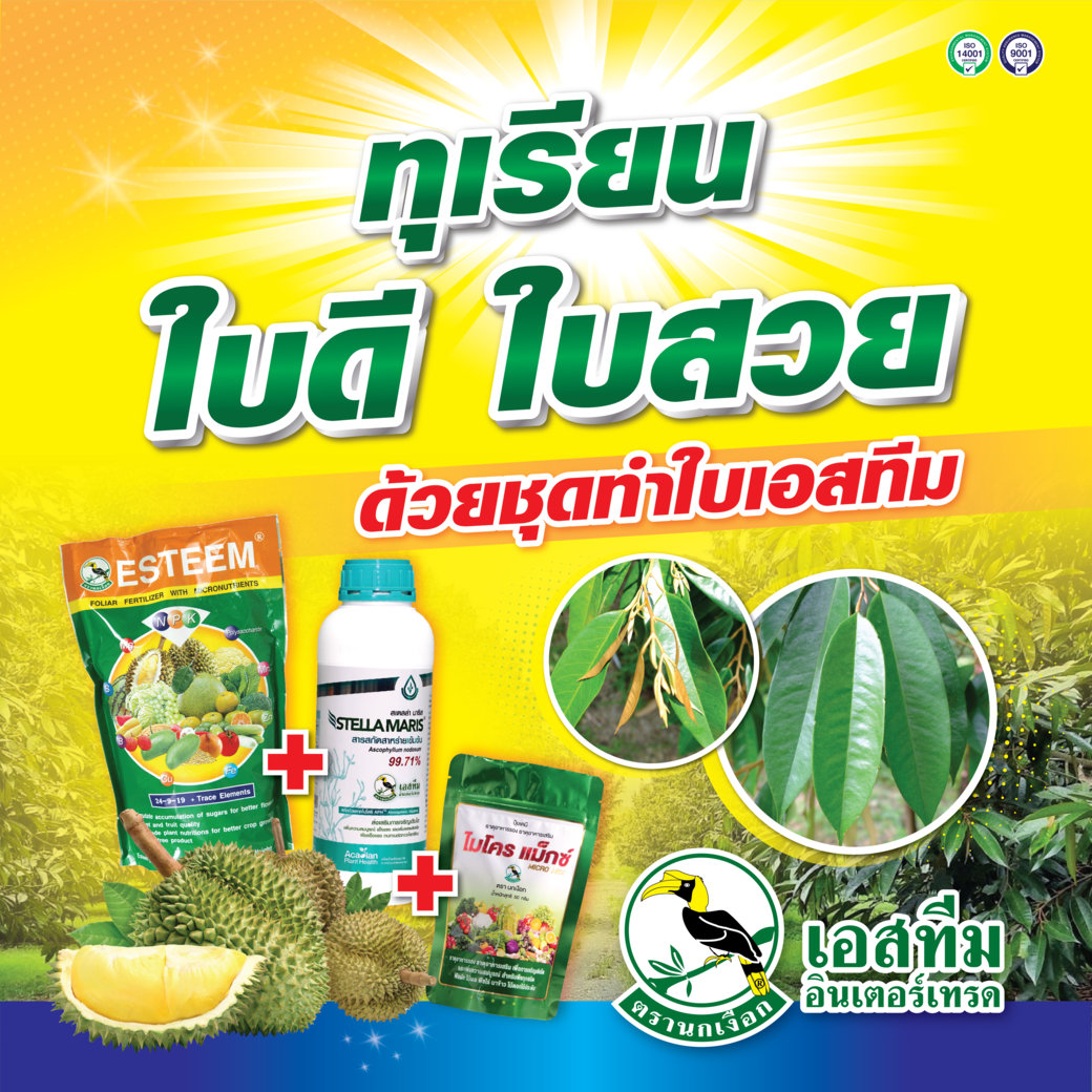 ชุดทำใบทุเรียน ใบดี ใบสวย สเตลล่า มาริส+ปุ๋ยเอสทีม (เขียว)+ไมโครแม็กซ์