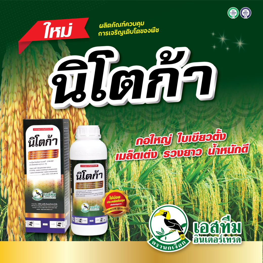 นิโตก้า กอข้าวใหญ่ ใบเขียวตั้ง น้ำหนักดี