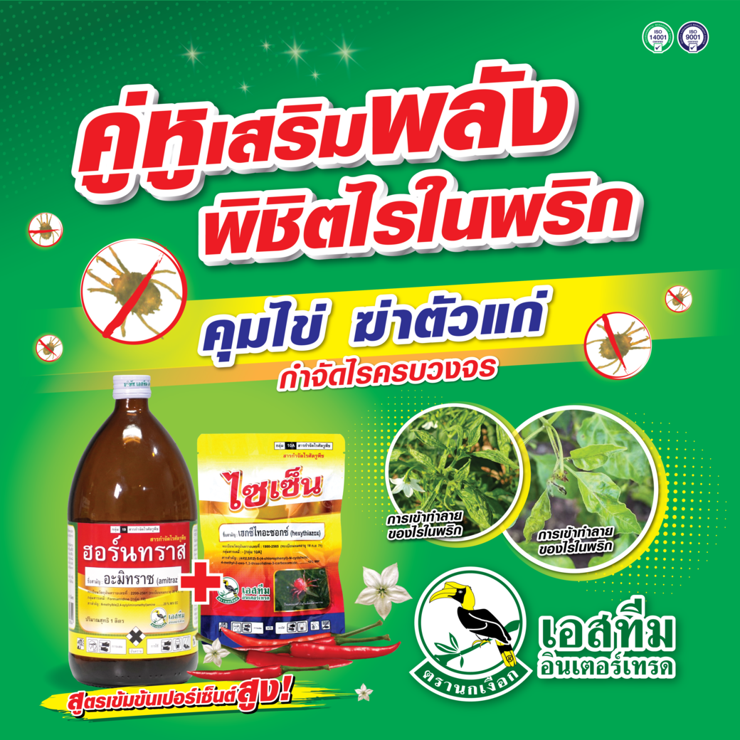 คู่หูเสริมพลัง พิชิตไรในพริก กำจัดได้ทั้งวงจร ใช้ ไซเซ็น+ฮอร์นทราส