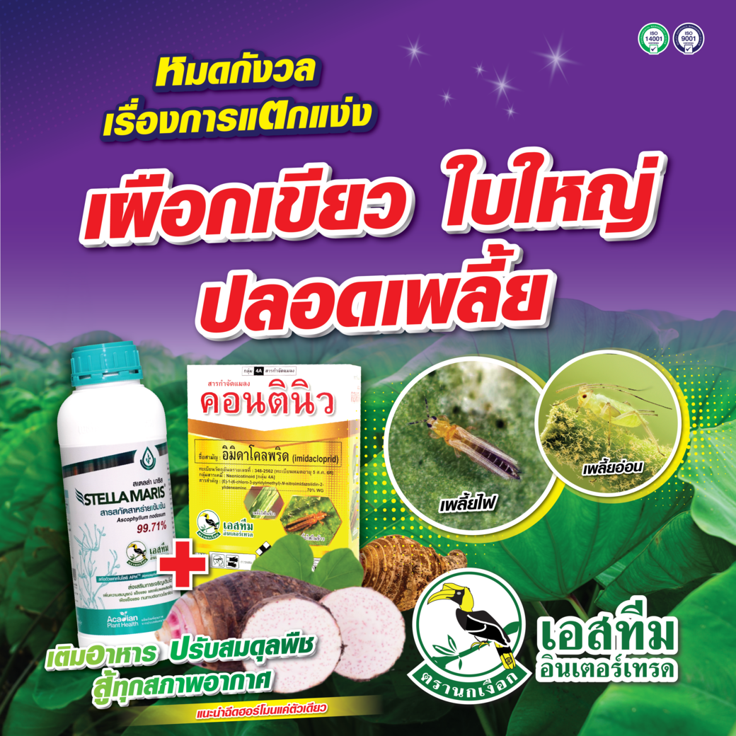 เผือกเขียว ใบใหญ่ มั่นใจ ปลอดเพลี้ย สเตลล่า มาริส + คอนตินิว