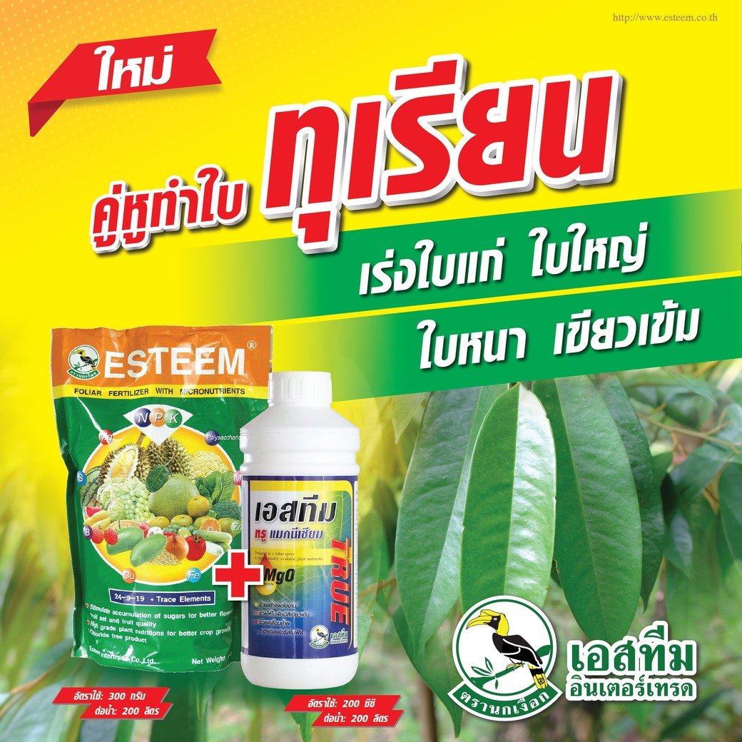 คู่หูทำใบ เร่งใบแก่ ใบใหญ่ ใบหนา เขียวเข้ม ในทุเรียน ปุ๋ยเอสทีม (เขียว) + เอสทีมทรู แมกนีเซียม