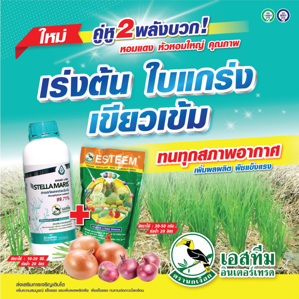 สเตลล่า มาริส + ปุ๋ยเอสทีม (เขียว) เร่งต้นหอม ใบแกร่ง
