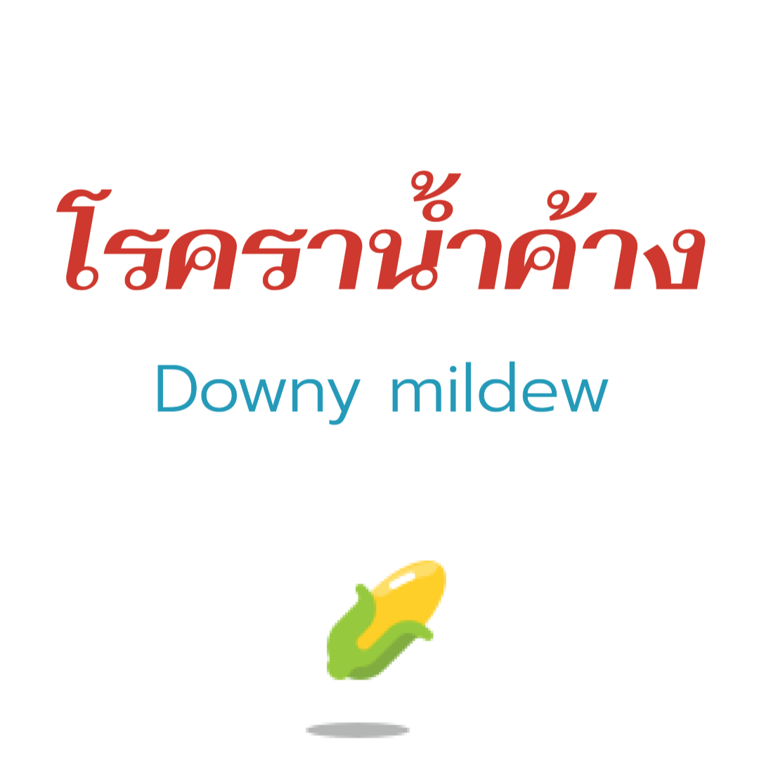 ใช่ “โรคราน้ำค้าง” รึเปล่าที่กำลังรบกวนพืชปลูกของคุณ ใช่ “โรคราน้ำค้าง” รึเปล่าที่กำลังรบกวนพืชปลูกของคุณ