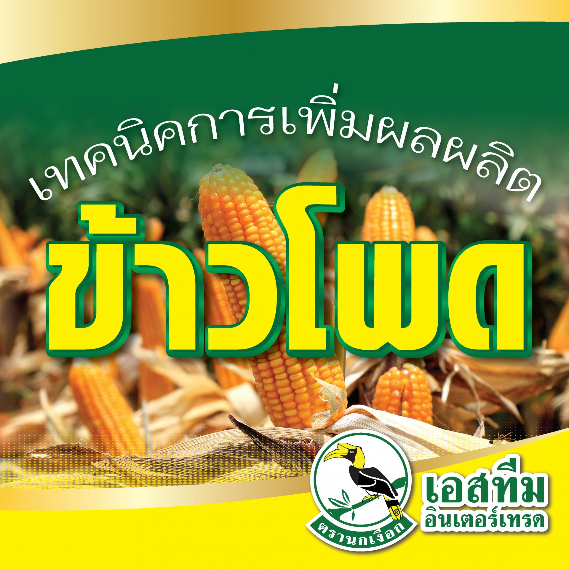 เทคนิคการเพิ่มผลผลิตข้าวโพด