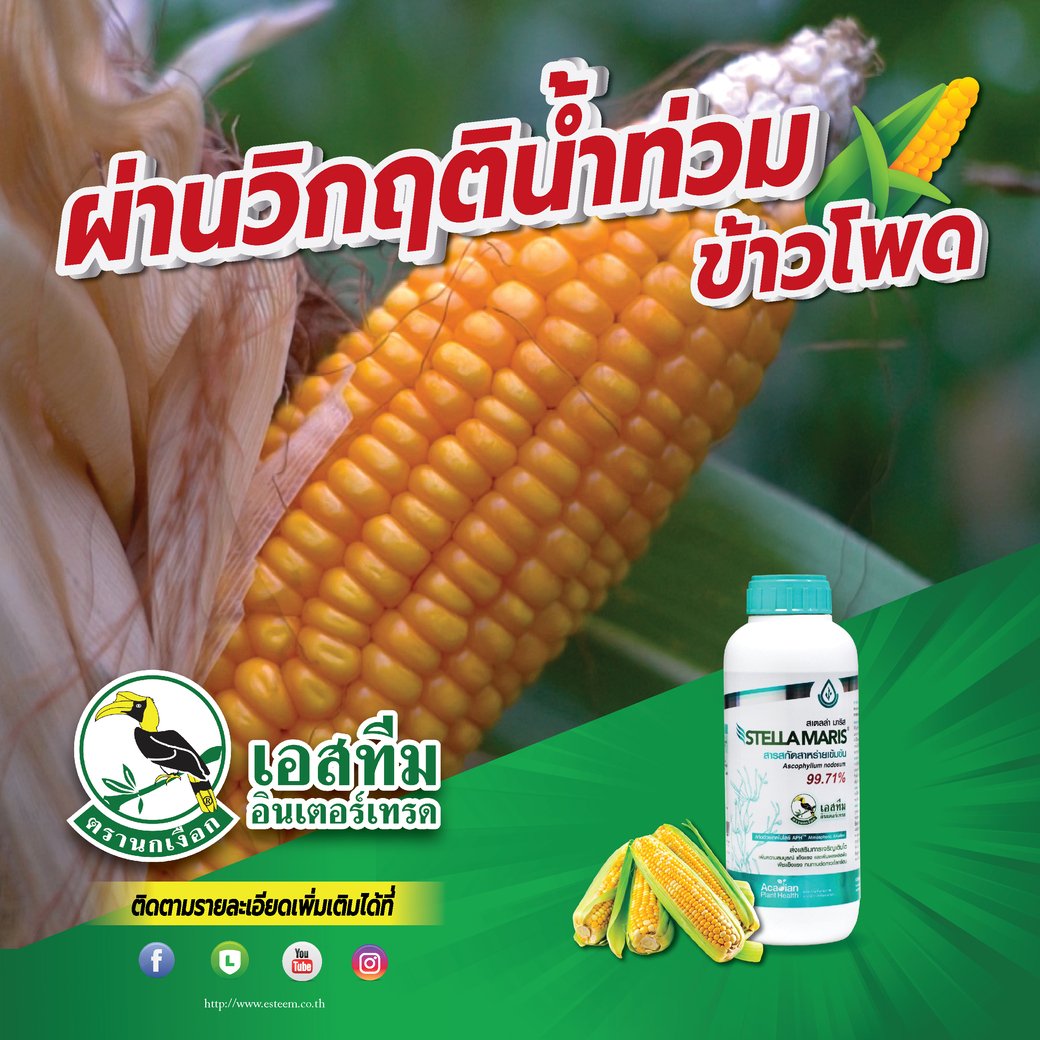ทางรอดจากน้ำท่วมของข้าวโพด