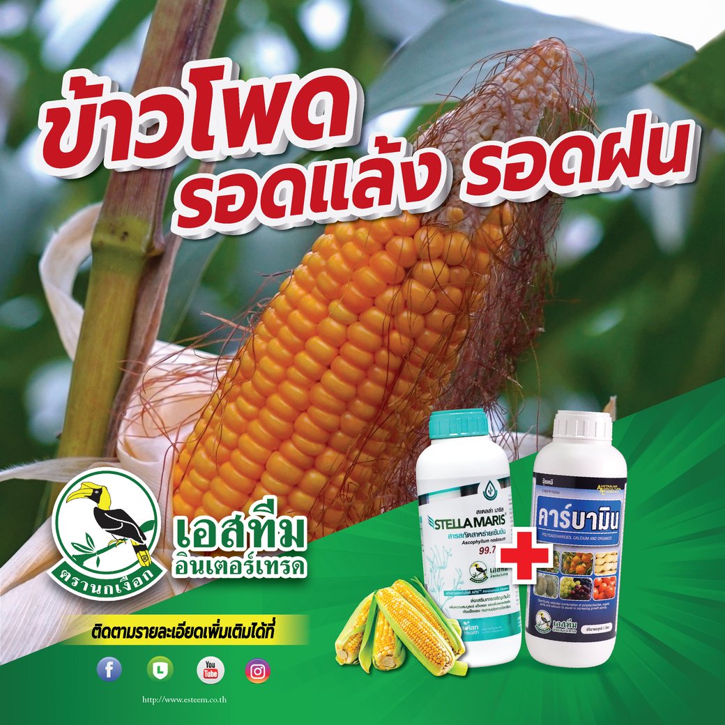 บำรุงข้าวโพดยังไงให้รอดแล้ง รอดฝน ข้าวโพดทน ผลผลิตเต็มเม็ด บำรุงข้าวโพดยังไงให้รอดแล้ง รอดฝน ข้าวโพดทน ผลผลิตเต็มเม็ด